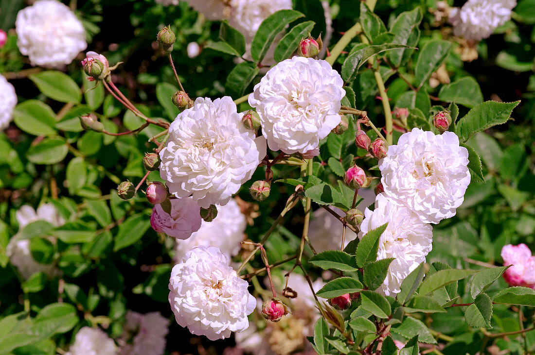 Rose (Rosa arvensis 'Venusta Pendula')