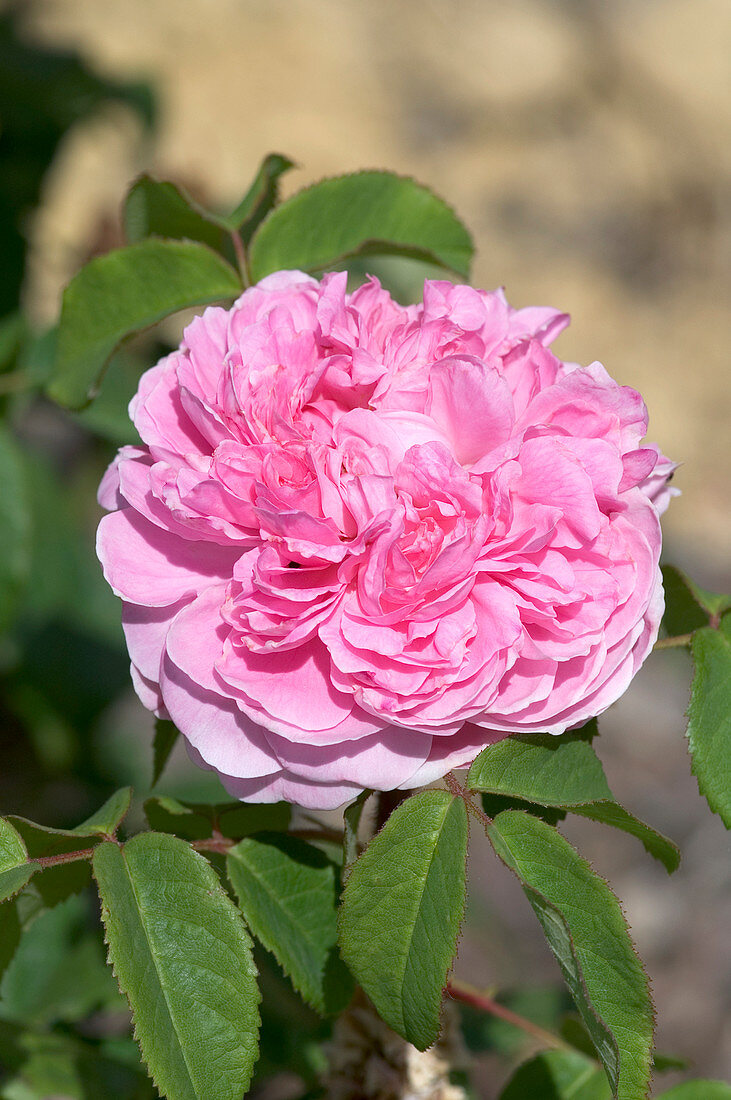 Rose (Rosa x damascena 'Jaques Cartier')