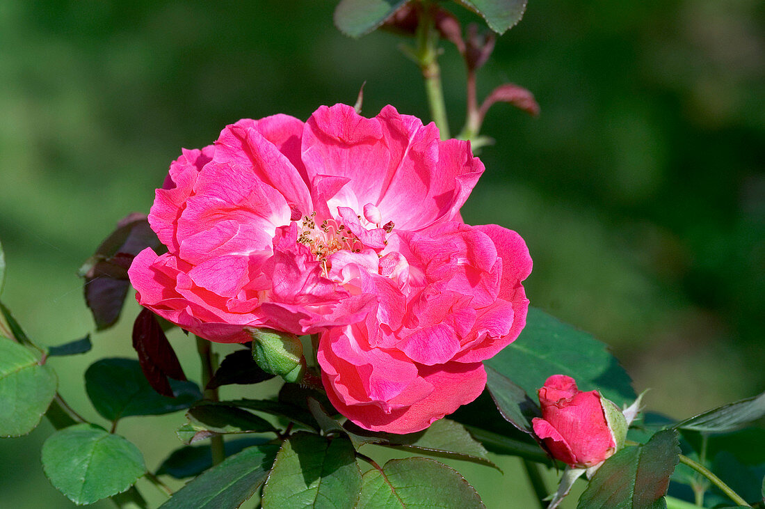 Bourbon rose,Rosa 'Gloire des Rosomanes'