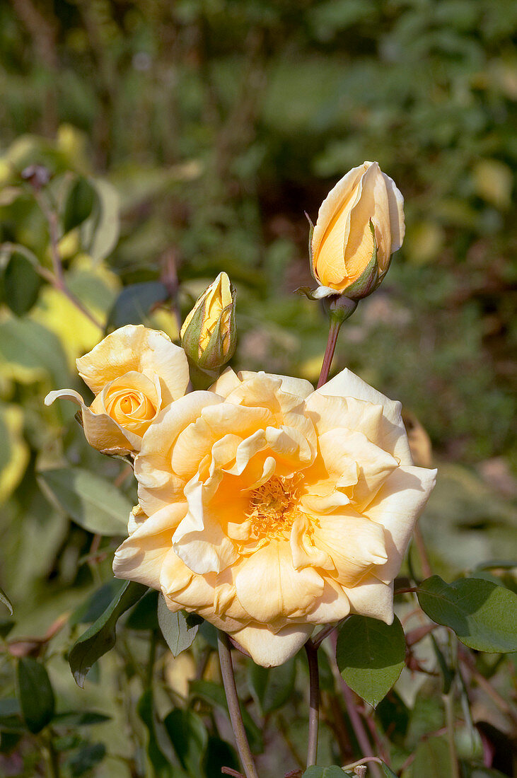 Hybrid tea rose (Rosa 'Lady Hillingdon')