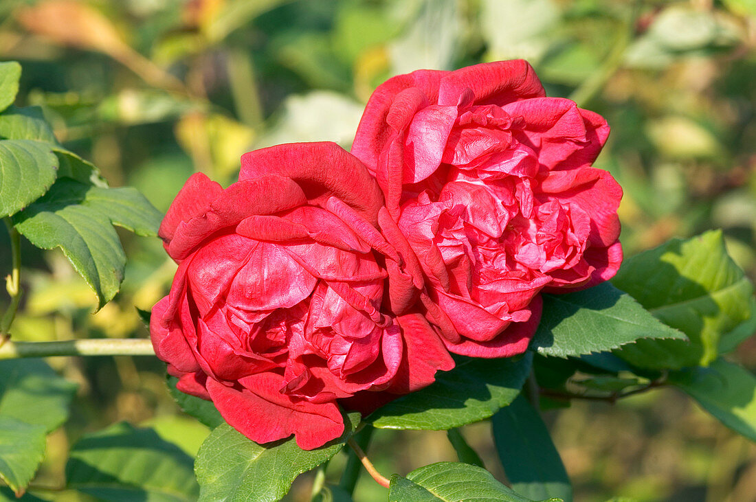 China rose (Rosa 'Louis Philippe')