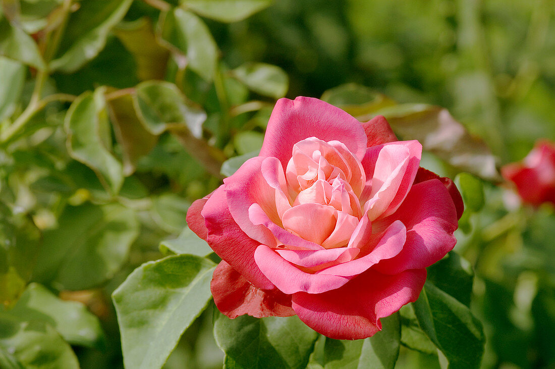 Hybrid tea rose (Rosa 'General Gallieni')