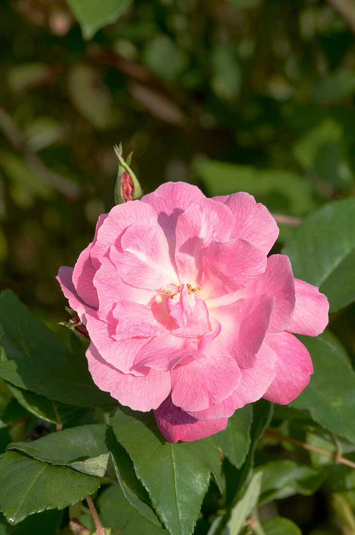 China rose (Rosa 'Alice Hamilton')