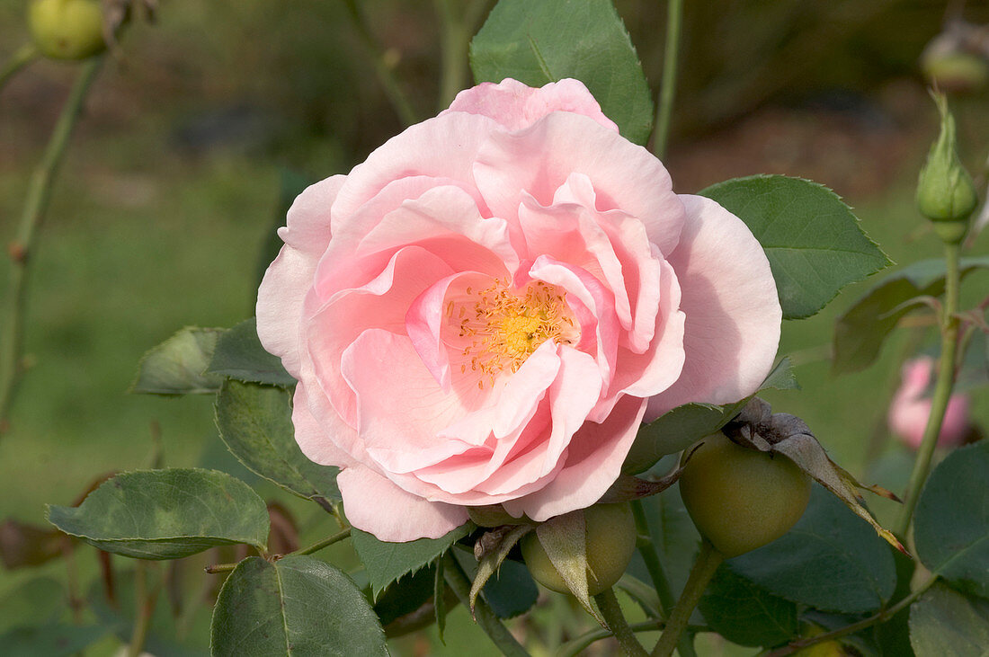 Tea rose (Rosa 'Alliance Franco-Russe')