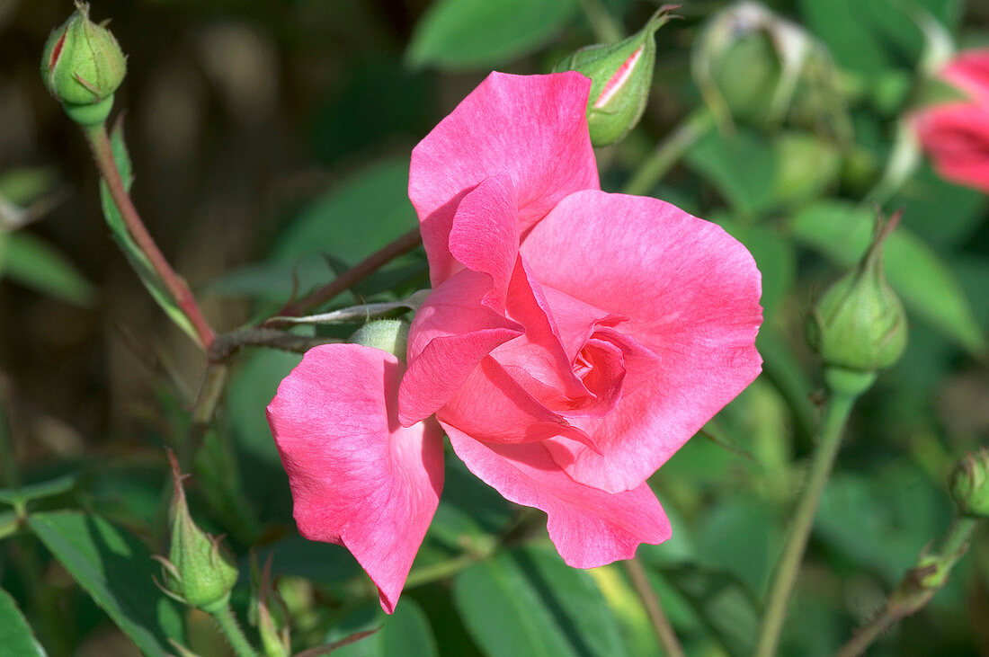 Bourbon rose (Rosa 'Hofgartner Kalb')