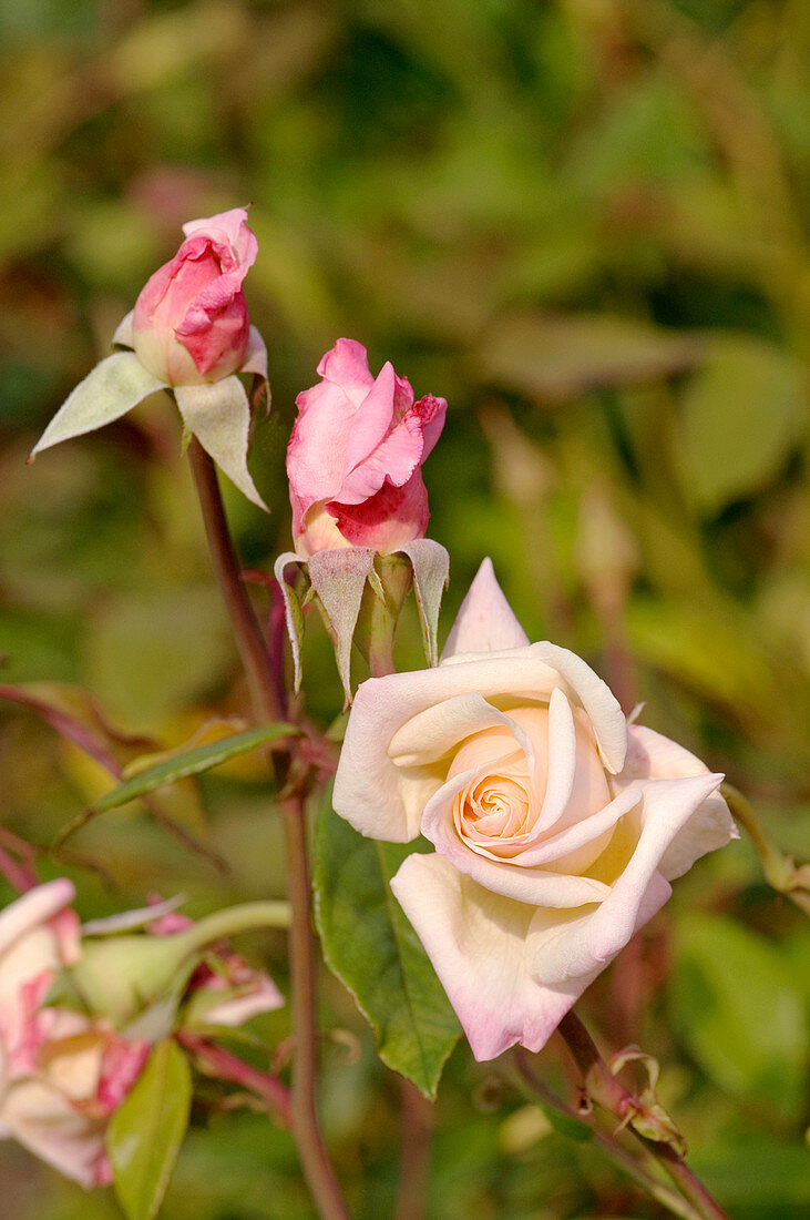 Rose (Rosa 'Mlle Franziska Kruger')