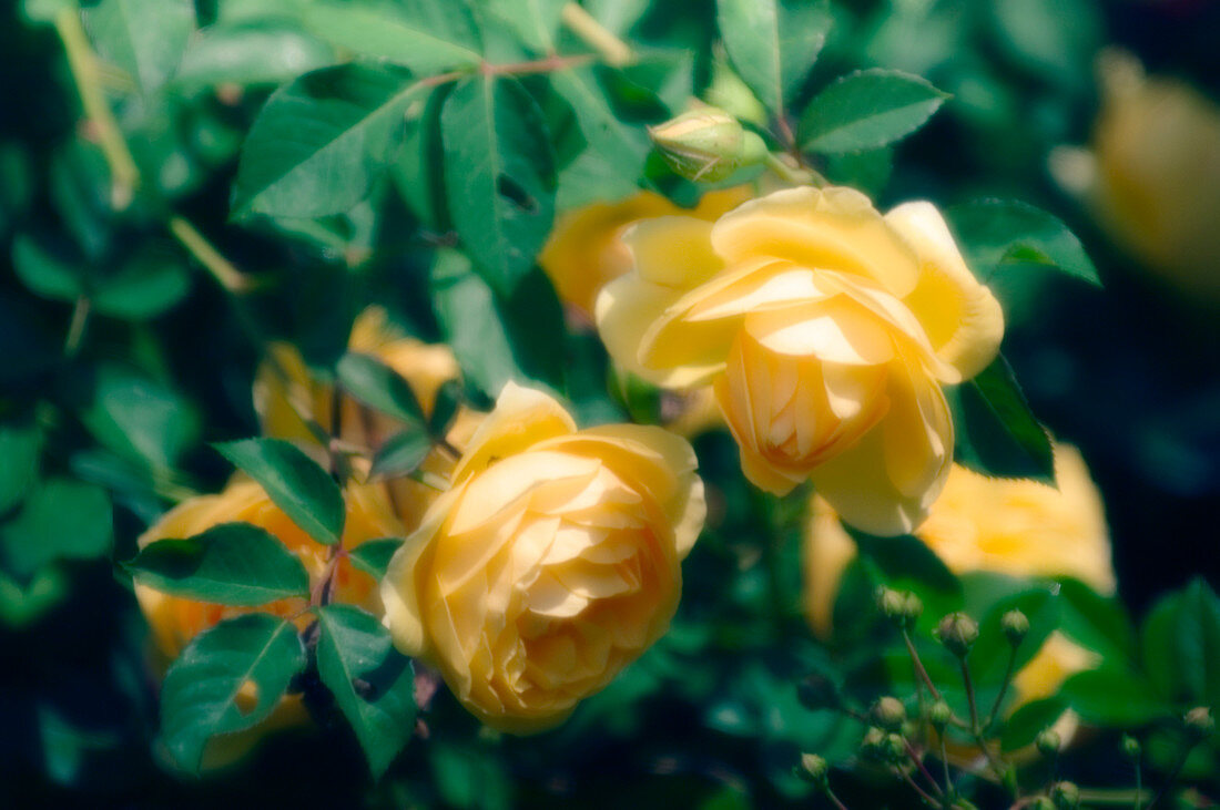 Rose flowers (Rosa sp.)
