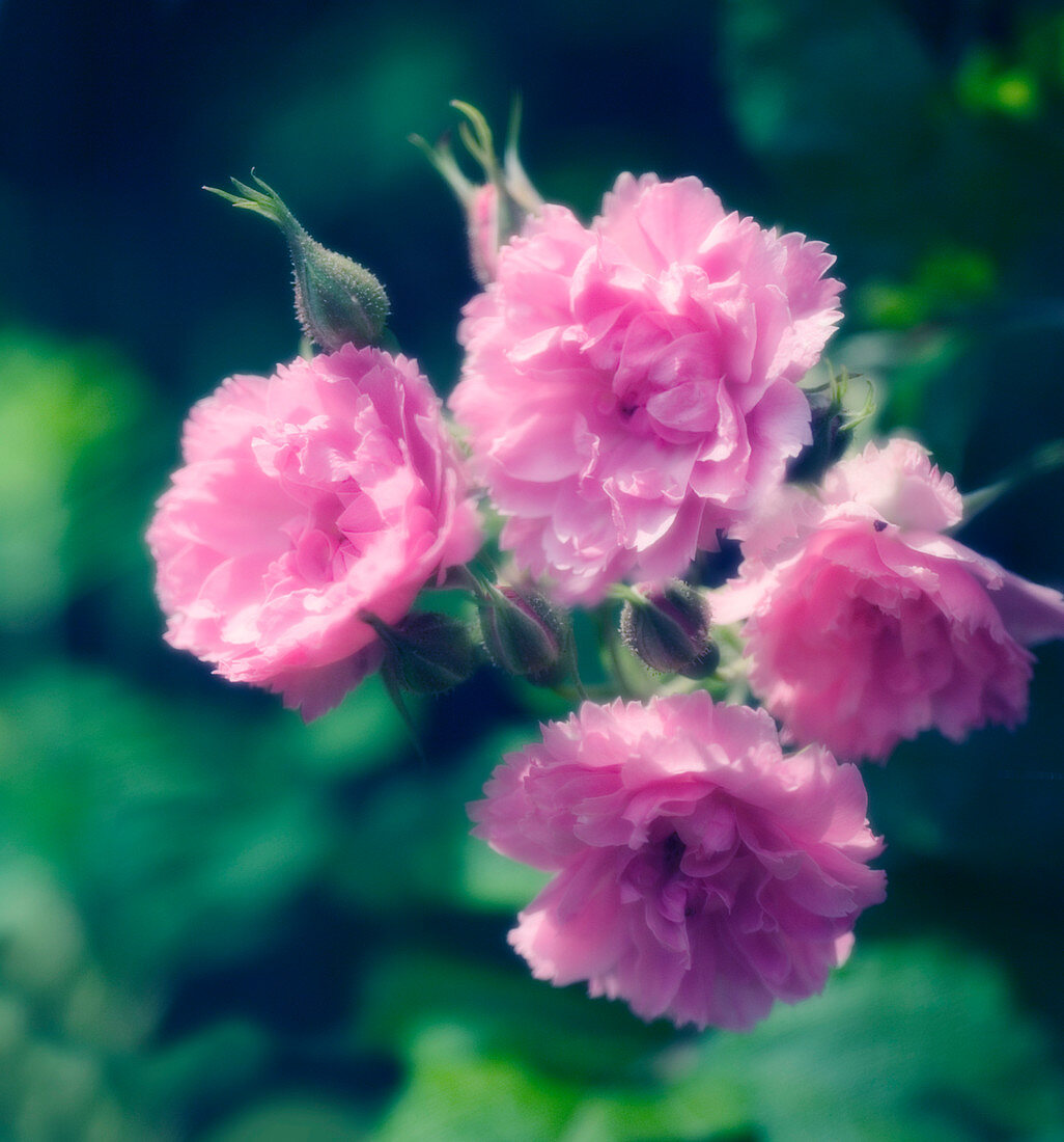 Pink grootendorst roses (Rosa rugosa)