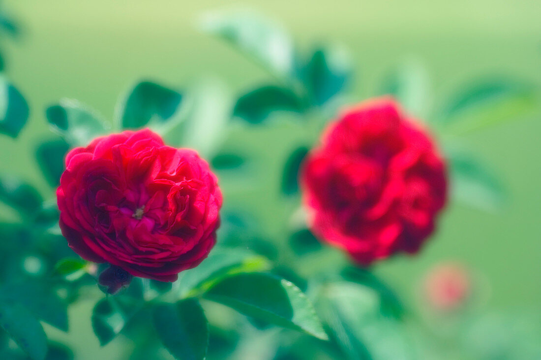 Rose flowers (Rosa sp.)