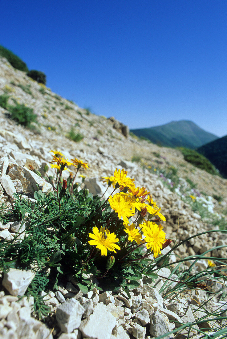 Robertia taraxacoides