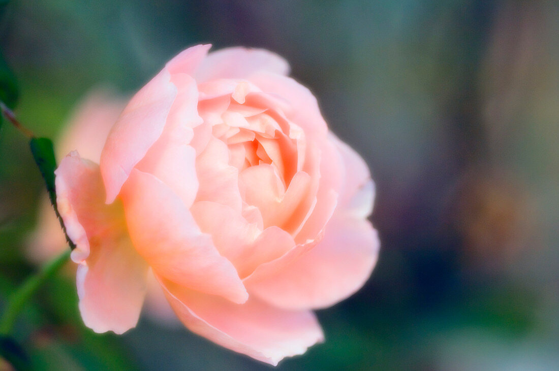 Rose flower (Rosa sp.)