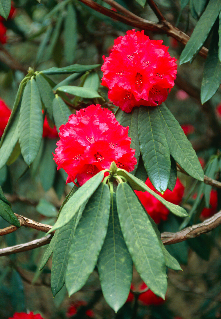 Rhododendron aboreum