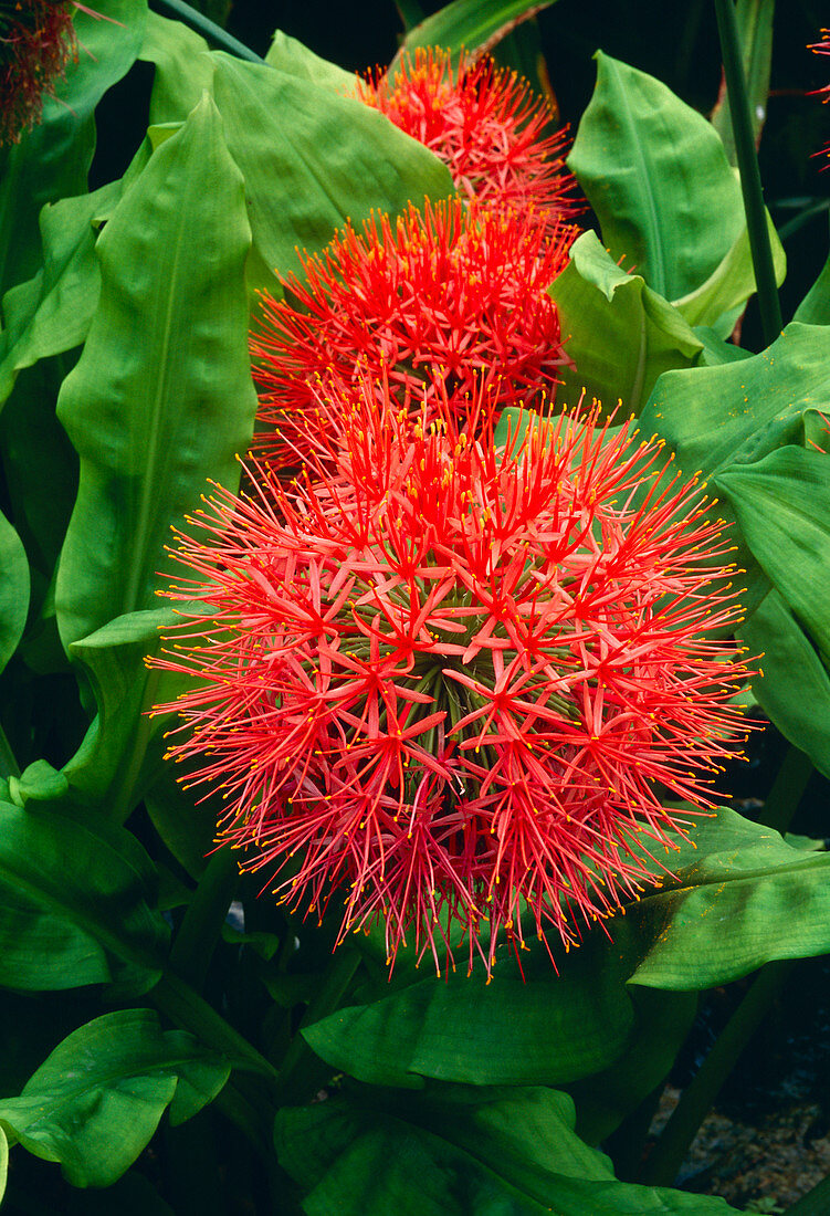 Scadoxus multiflorus ssp katherinae