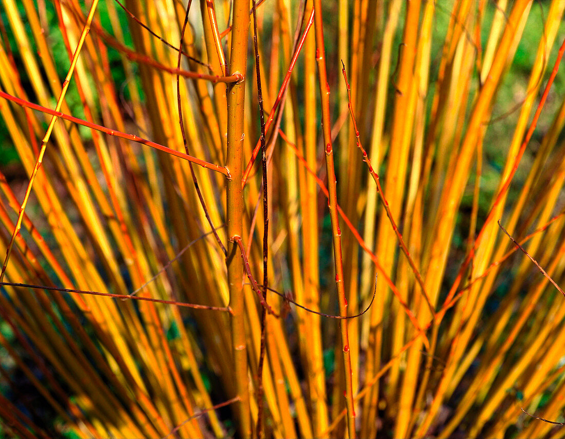 Salix alba subsp vitellina Britzensis