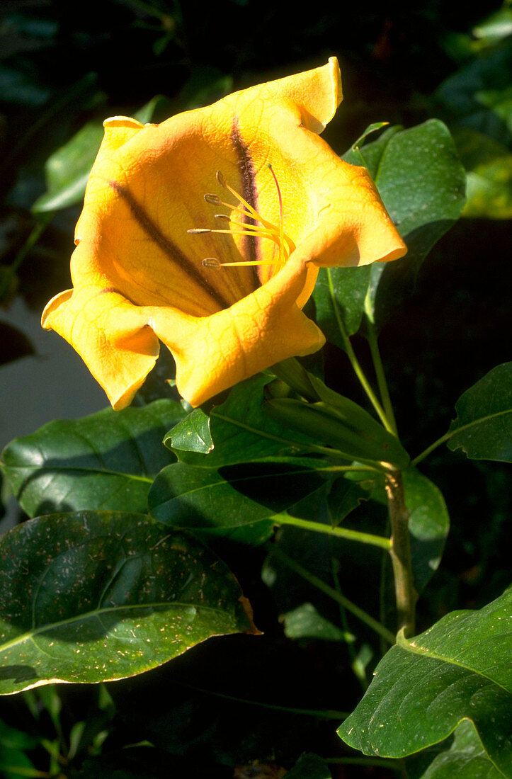 Solandra grandiflora