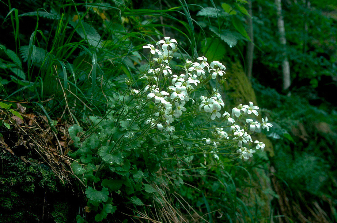 Saxifraga granulata