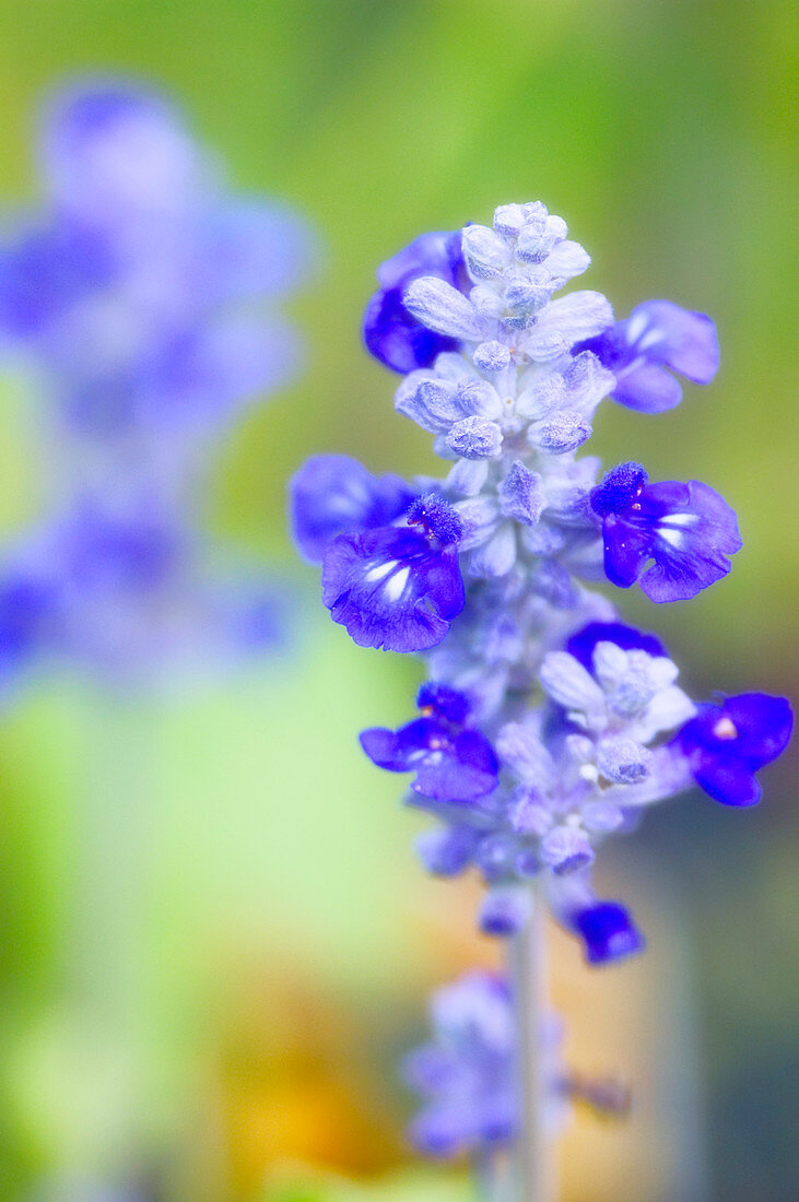 Sage (Salvia sp.)