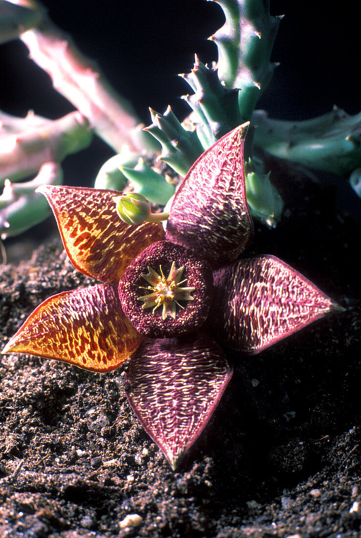 Carrion flower (Stapelia sp.)