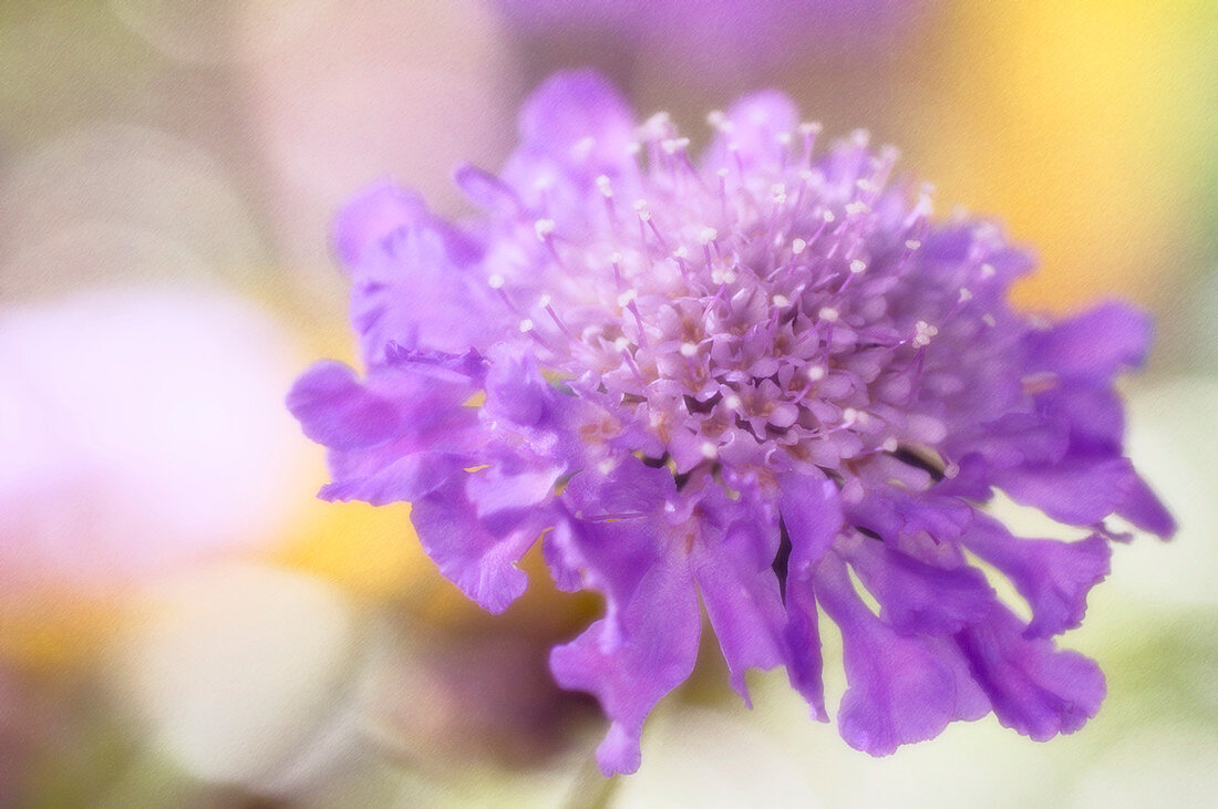Pincushion flower (Scabiosa columbaria)