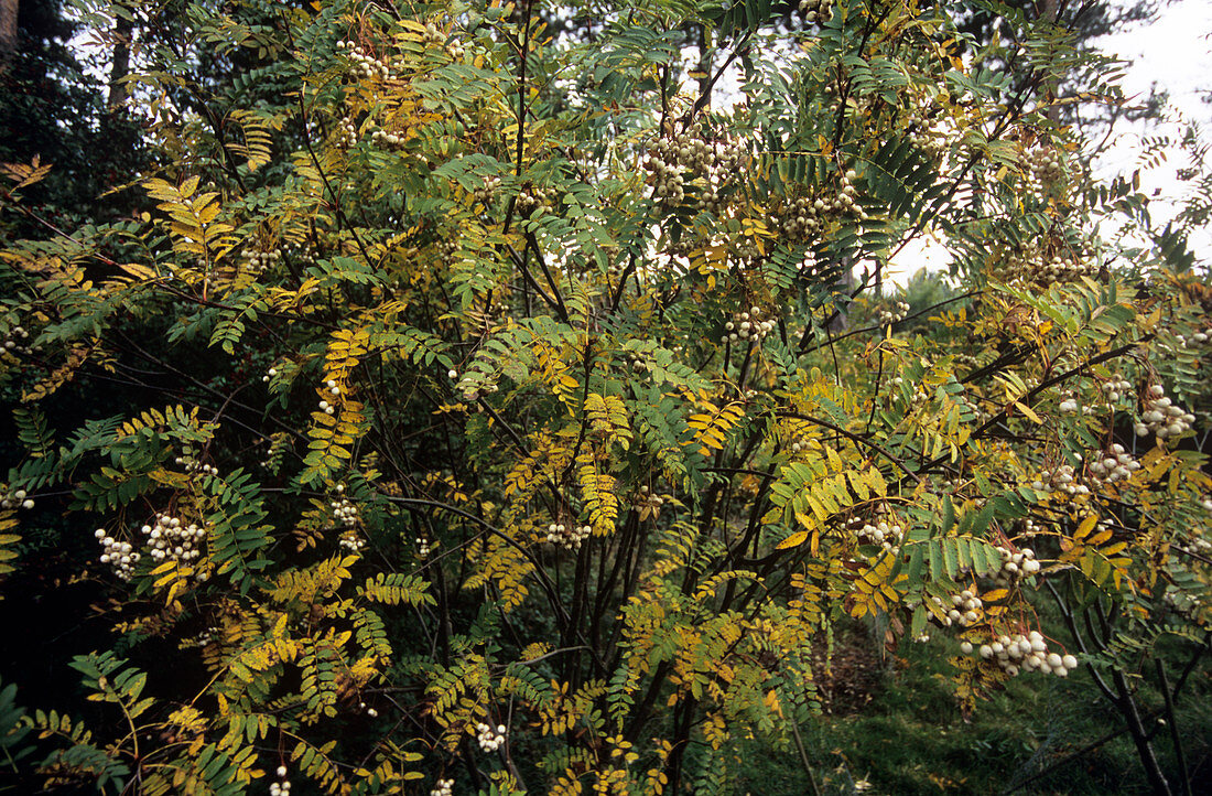 Mountain ash (Sorbus cashmiriana)