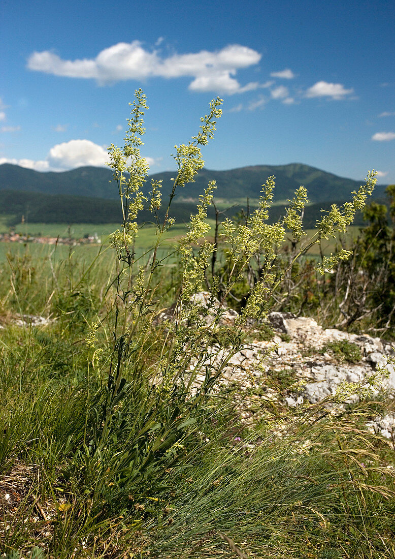 Spanish catchfly (Silene otites)