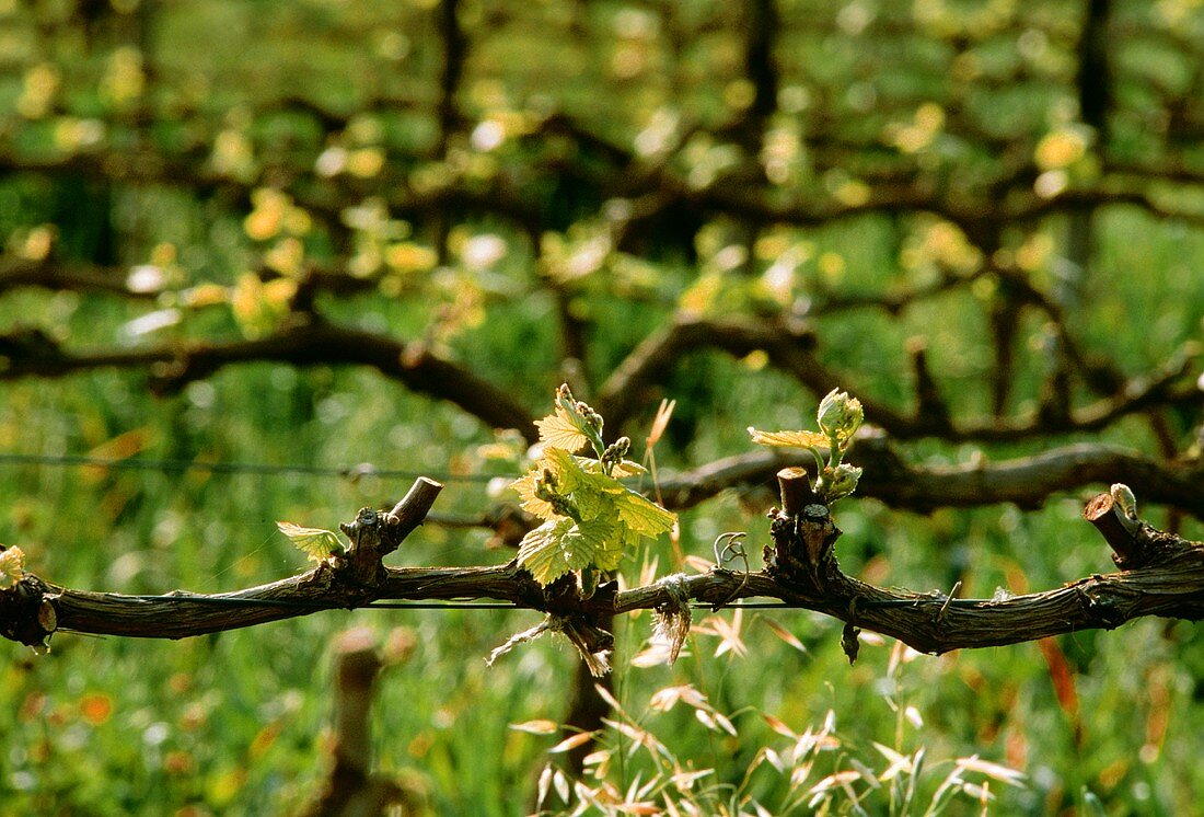 Frühlingstriebe auf Chardonnay-Stock, Madeba Valley,Südafrika