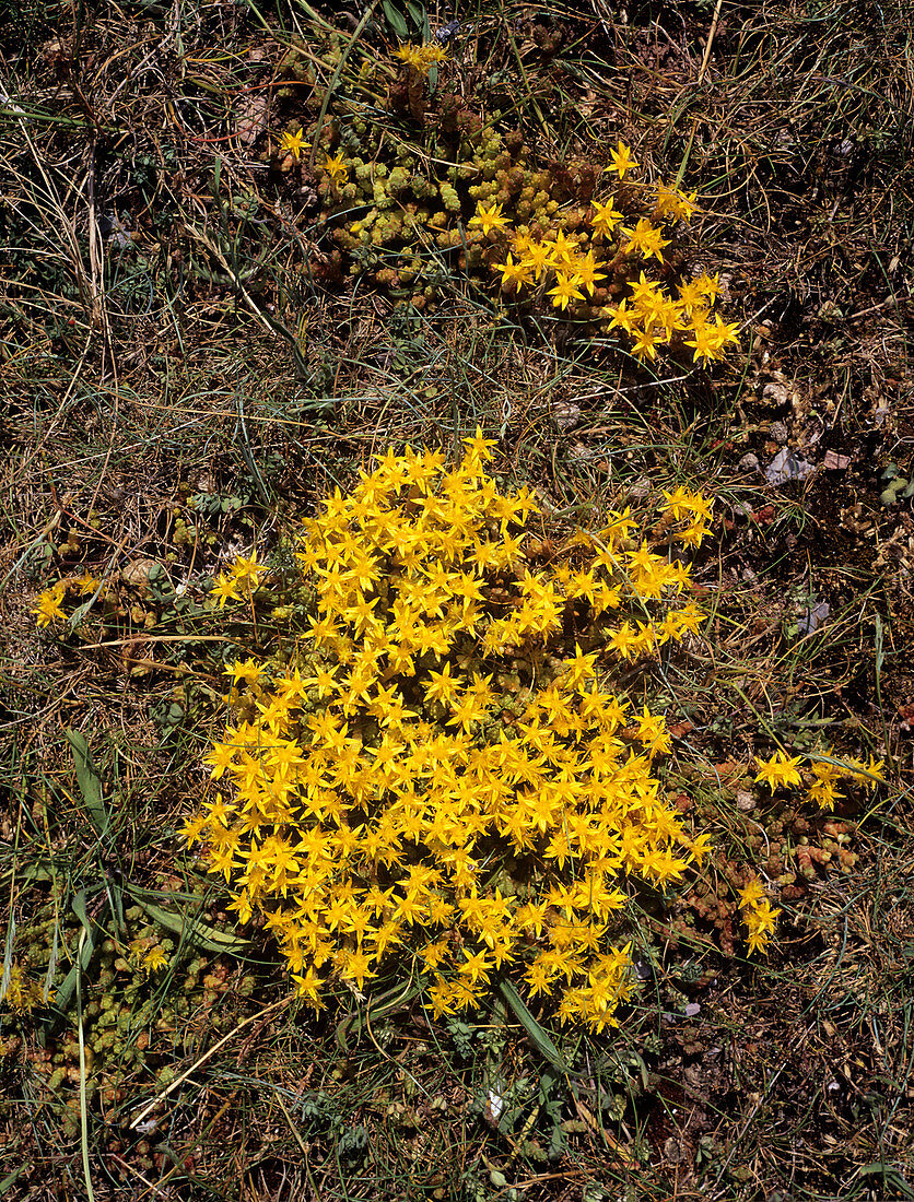 Biting stonecrop (Sedum acre)