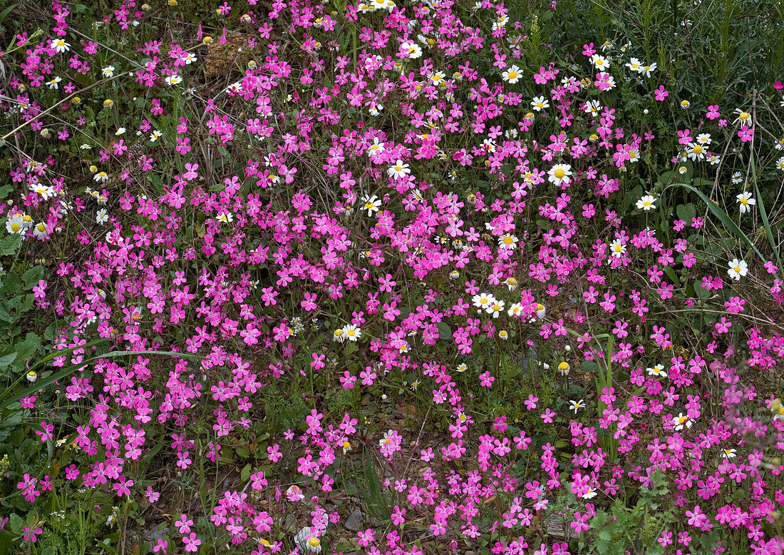 Calabrian soapwort (Saponaria calabrica)