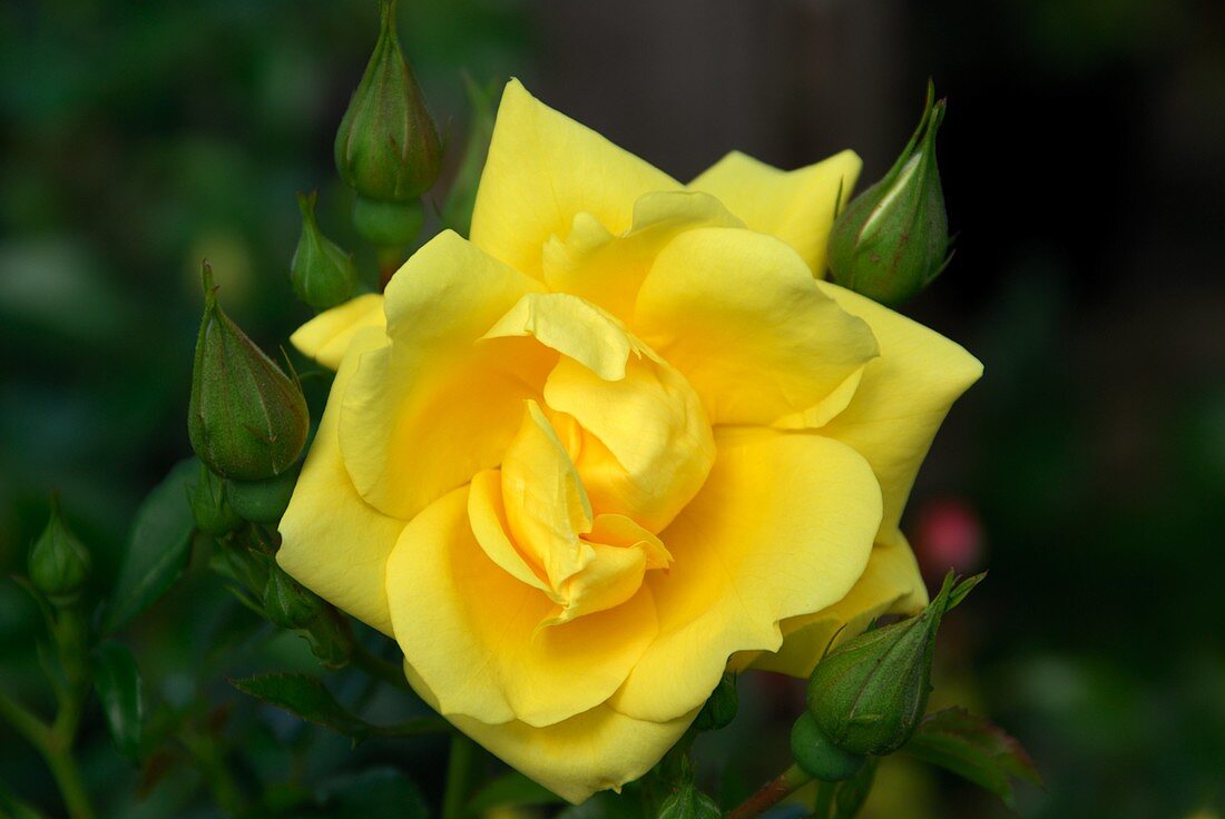Rose flower (Rosa 'Noalesa')