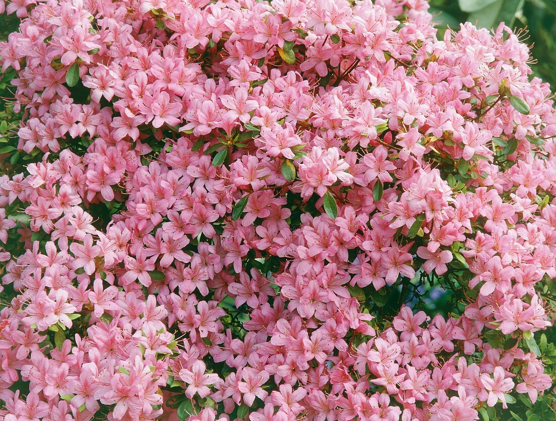 Kurume azalea (Rhododendron x obtusm)