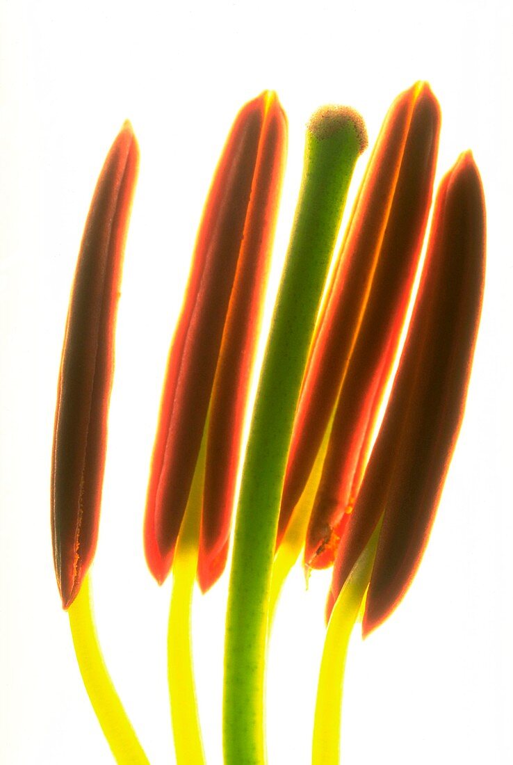 Stamens of Day Lily