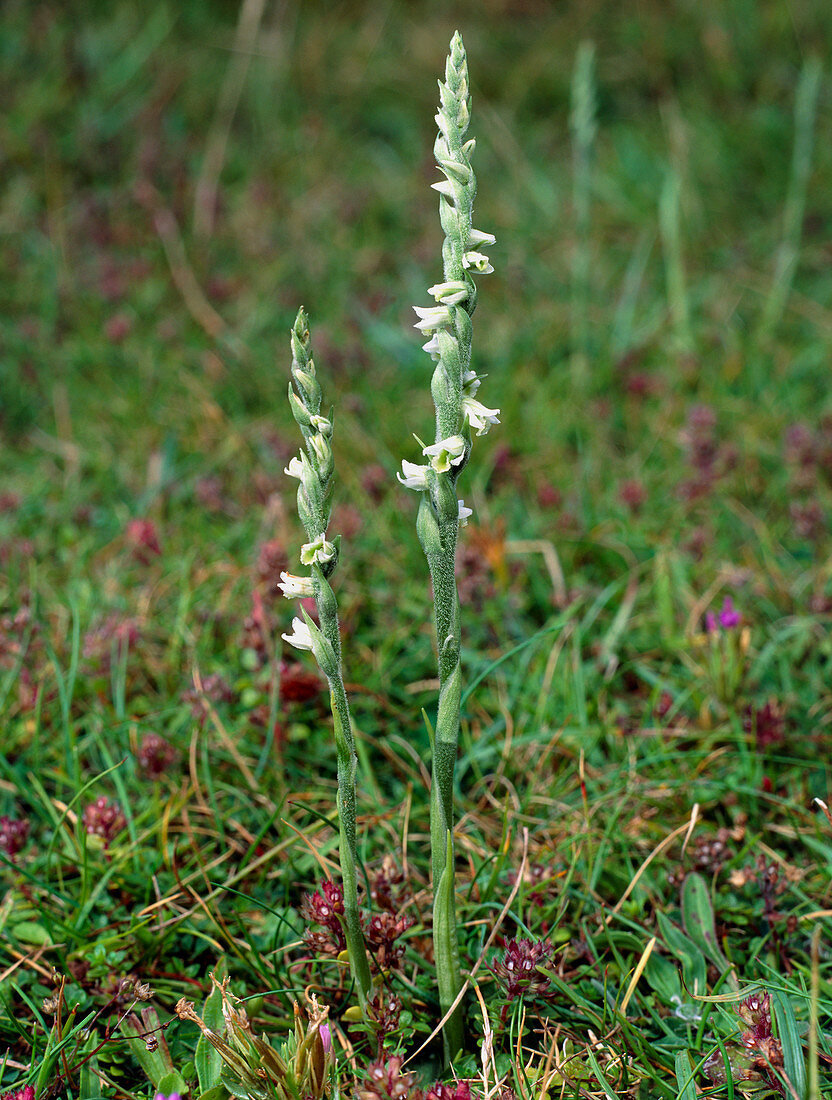 Autumn lady's tresses