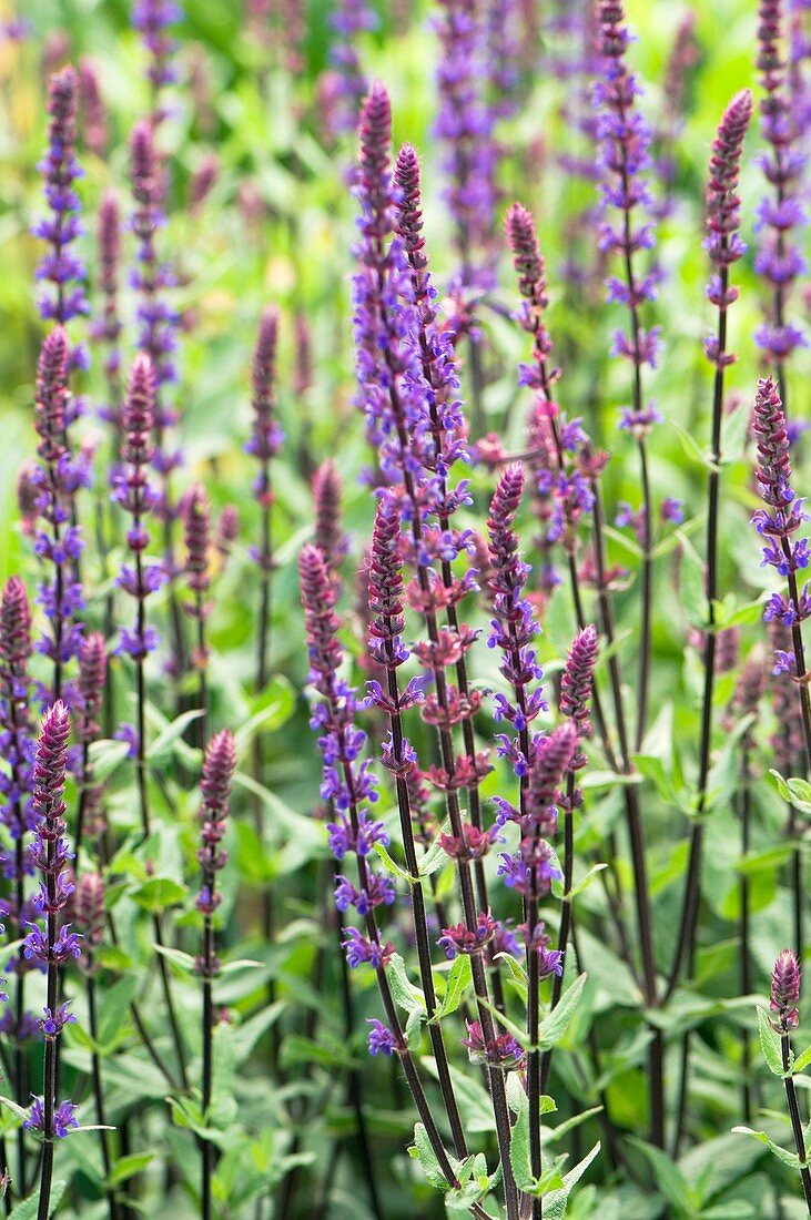 Salvia nemorosa 'Caradonna'