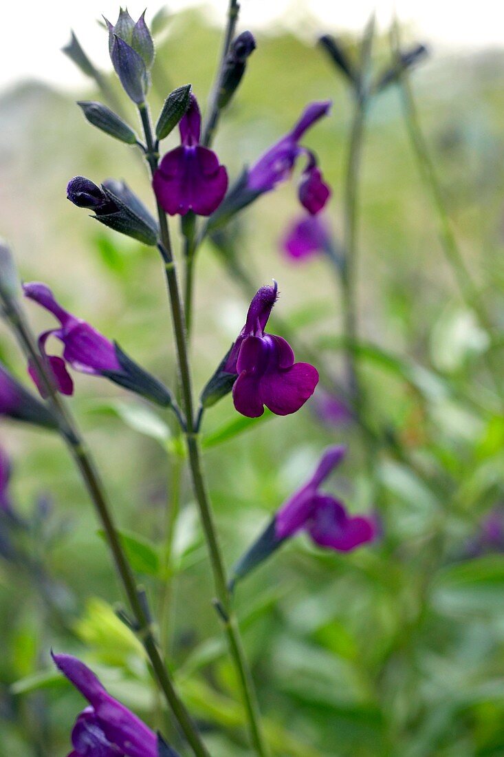Salvia greggii 'Navajo Dark Purple'