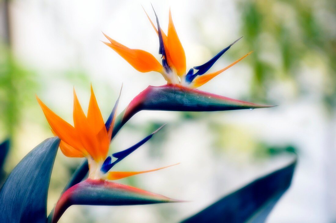 Bird of paradise flowers