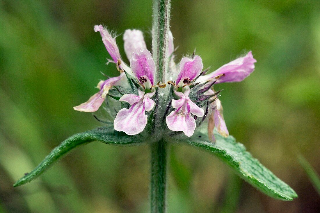 Downy woundwort (Stachys germanica)