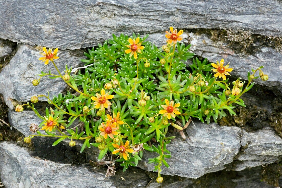 Saxifraga aizoides in flower