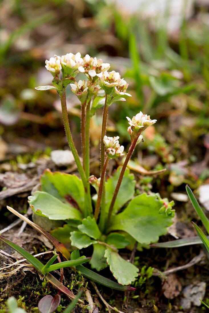 Arctic saxifrage (Saxifraga nivalis)