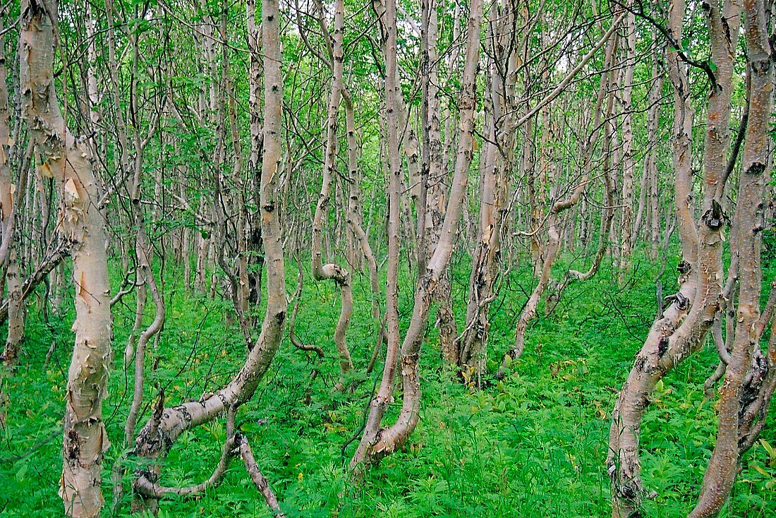 Thicket of young Birch
