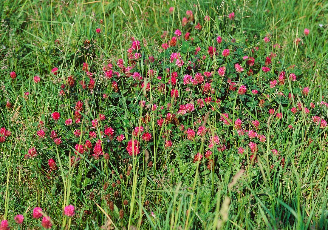 Trifolium pratense