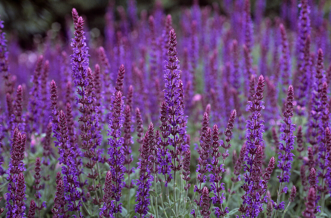 Sage (Salvia nemorosa 'Ostfriesland')