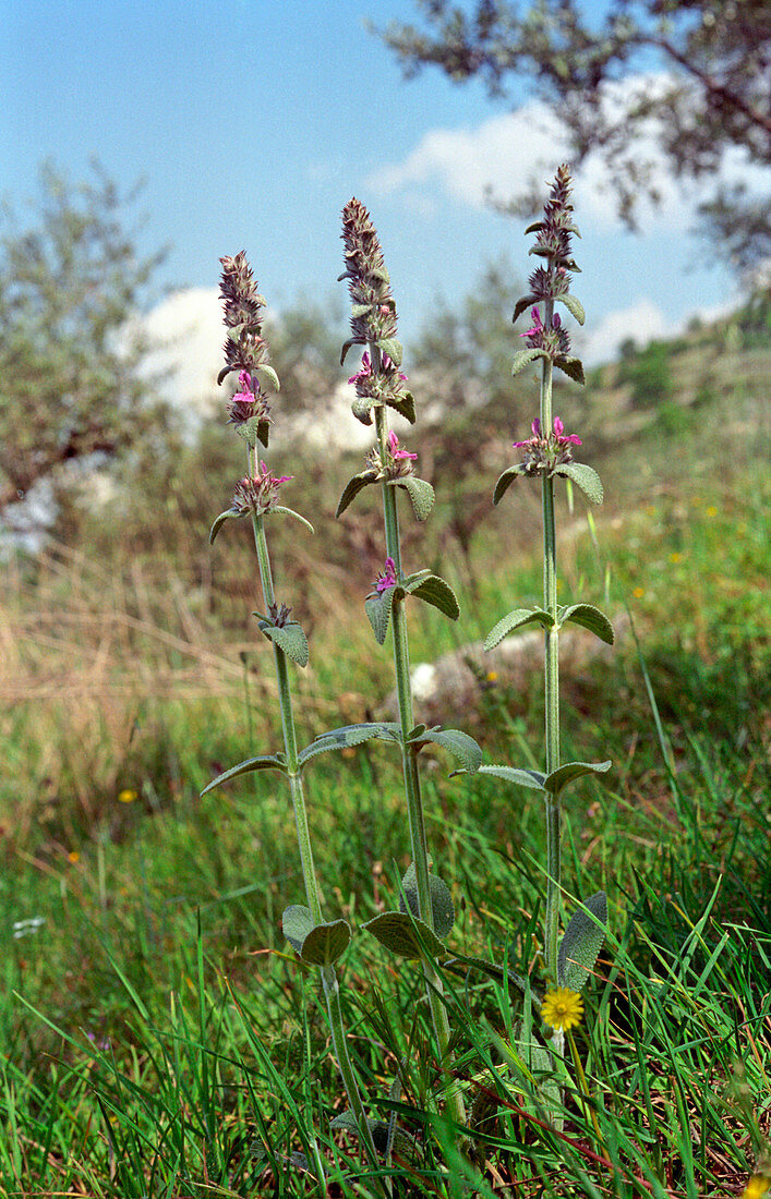 Mediterranean woundwort (Stachys sp.)