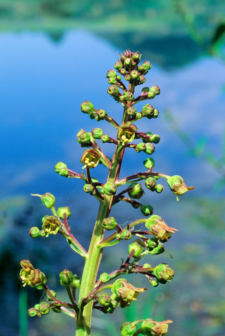 Green figwort (Scrophularia umbrosa)