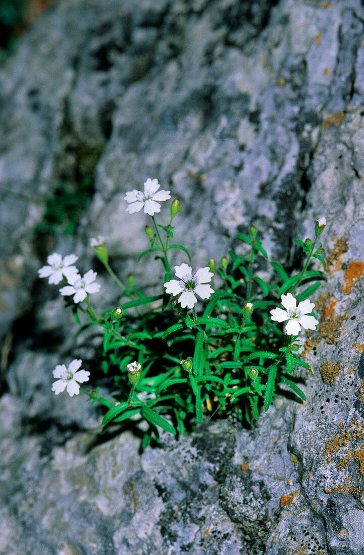 Campion flowers (Silene quadridentata)