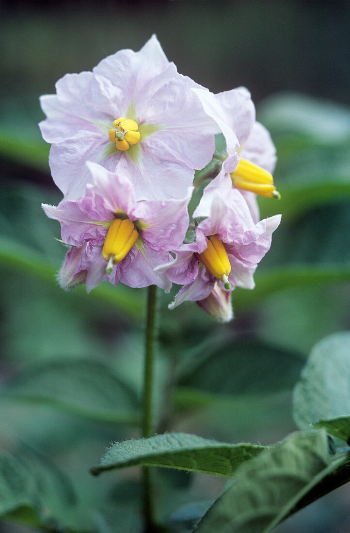 Potato (Solanum tuberosum 'Charlotte')
