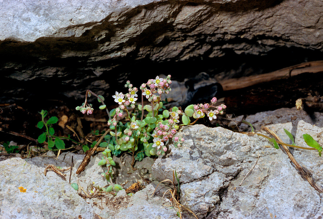 Corsican stonecrop (Sedum dasyphyllum)