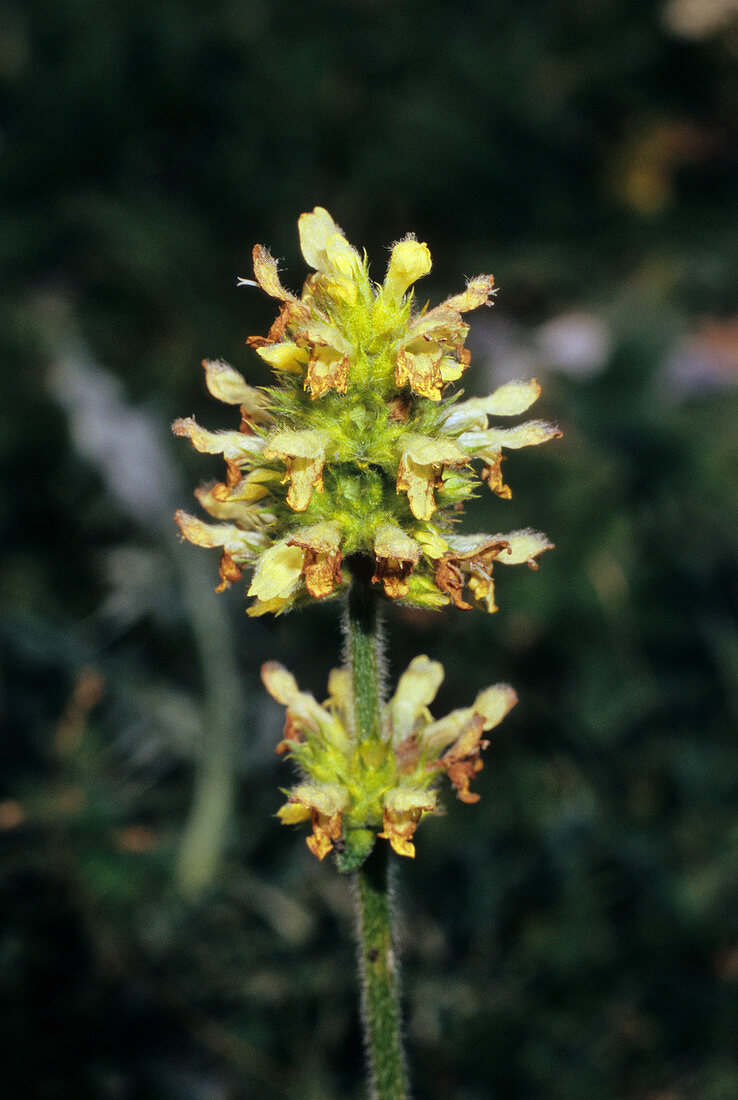 Stachys alopecuros