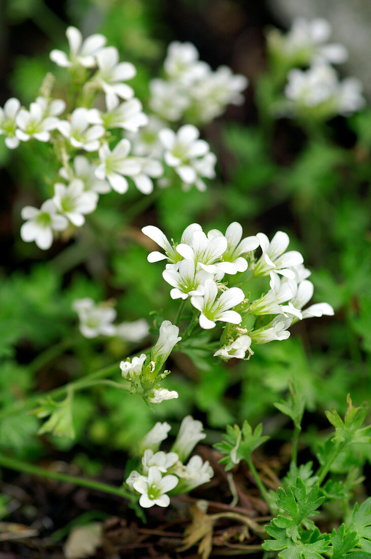 Saxifraga geranioides flowers