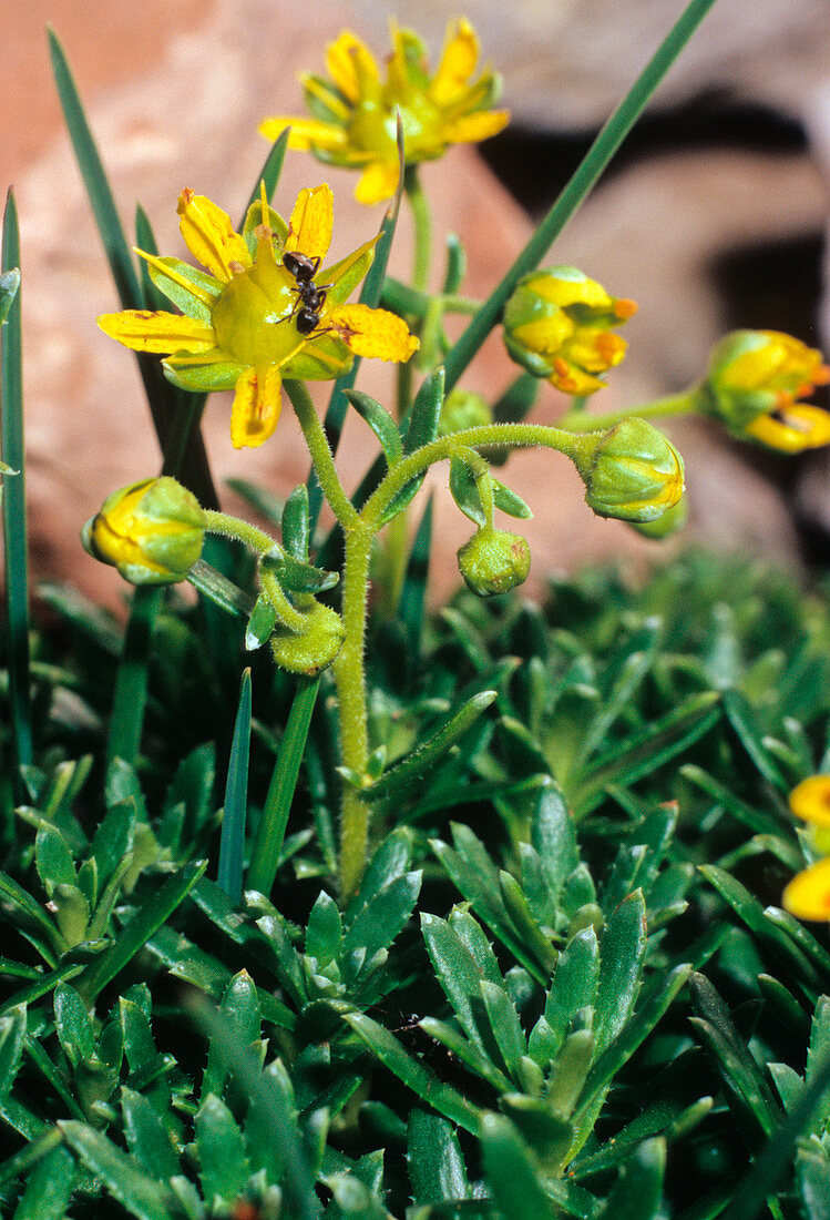 Saxifraga aizoides