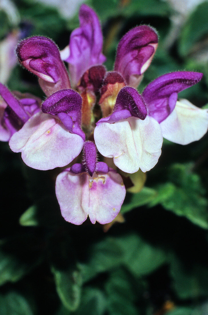 Alpine skullcap (Scutellaria alpina)